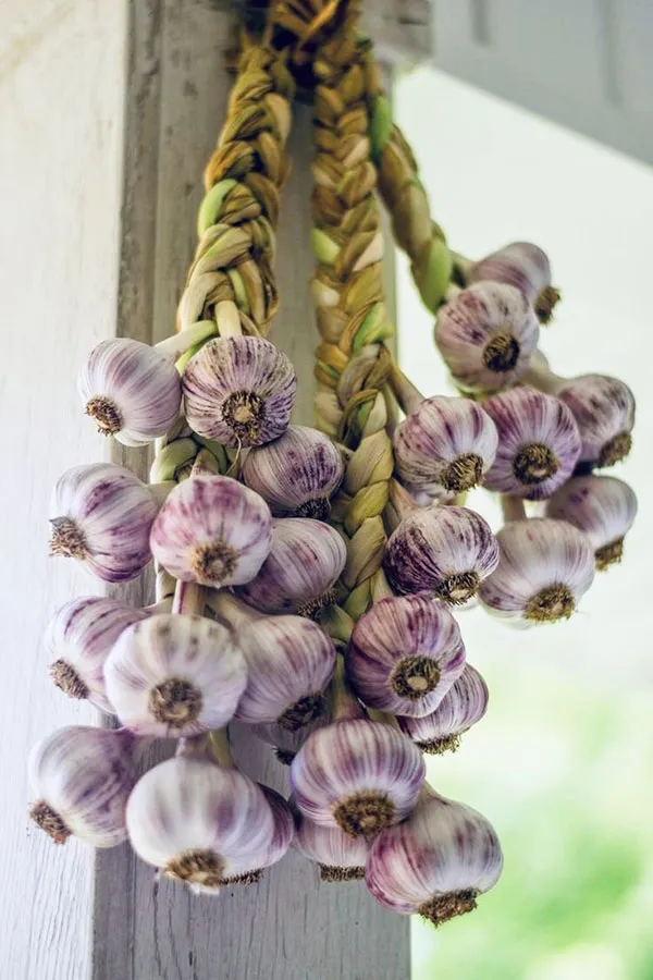 How to store fresh garlic 5