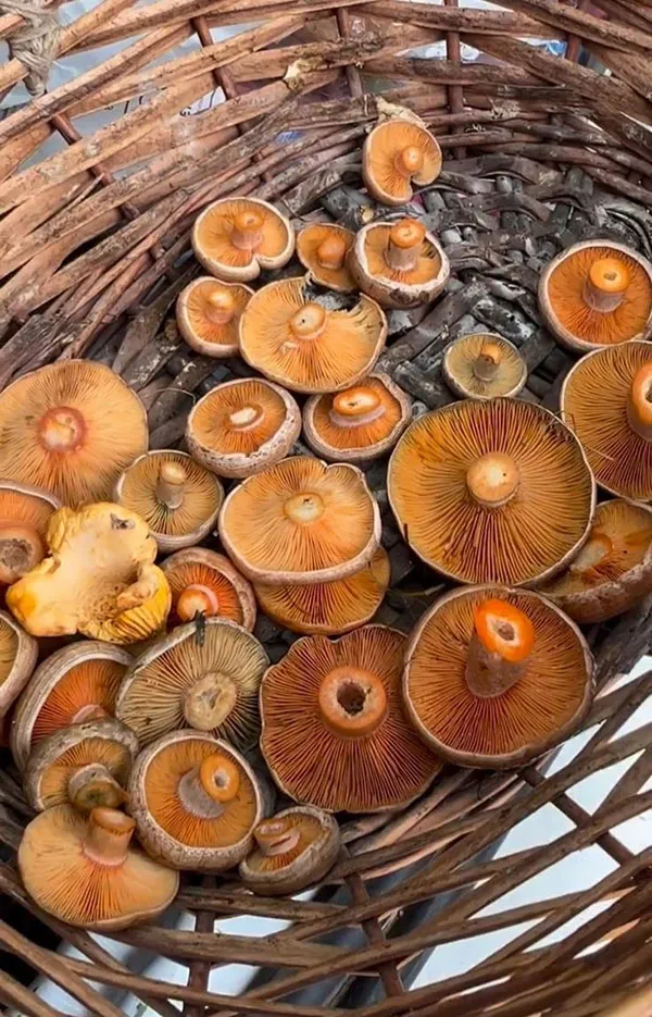 Tricks for storing mushrooms in the refrigerator 2
