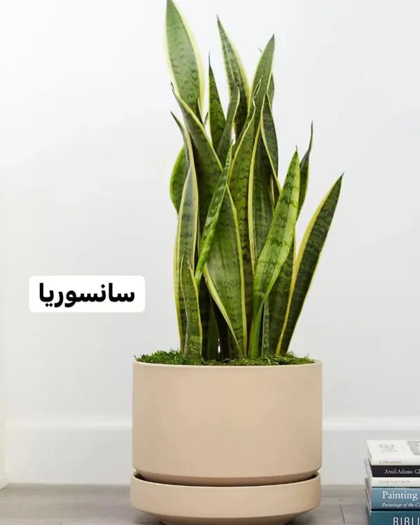 بهترین گیاهان برای خانههای کمنور و آپارتمانها:انتخابهای سبز دیاکولند🌿 4 green plants for low light homes diakoland photo 1
