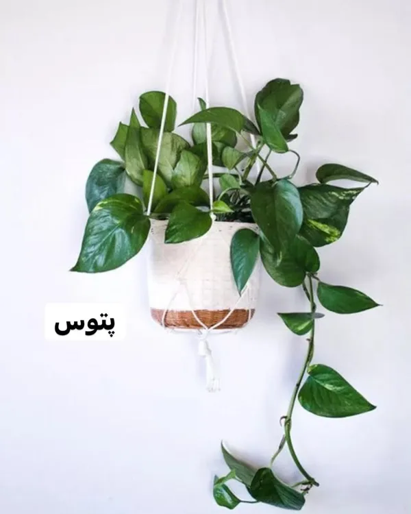 بهترین گیاهان برای خانههای کمنور و آپارتمانها:انتخابهای سبز دیاکولند🌿 6 green plants for low light homes diakoland photo 3