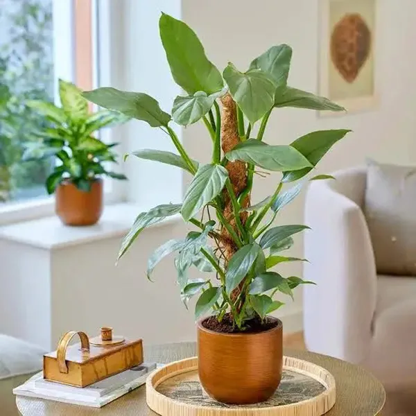 بهترین گیاهان برای خانههای کمنور و آپارتمانها:انتخابهای سبز دیاکولند🌿 8 green plants for low light homes diakoland photo 5